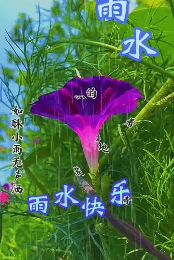 今日雨水图片，自然之美的独特展现，今日雨水图片，自然之美的独特展现