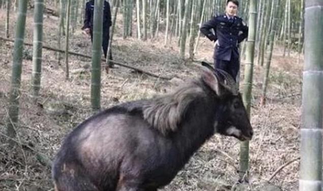 揭秘生肖之谜，王中王四不像猜一肖，揭秘生肖之谜，独特解析揭示王中王四不像的生肖
