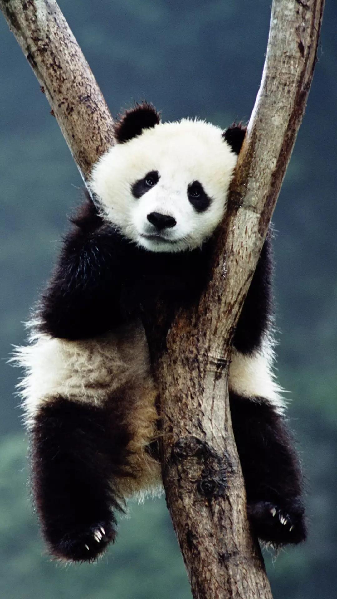 探索苏-57的独特魅力，壁纸图片欣赏，苏-57独特魅力探索与壁纸图片欣赏