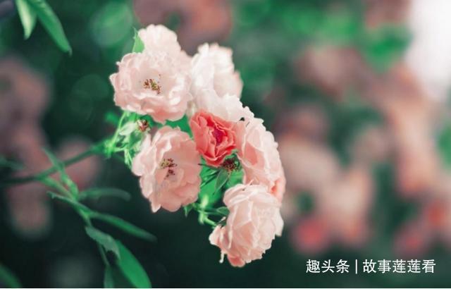 今天也是莬丝花韩殊的日子，莬丝花韩殊的日常记录