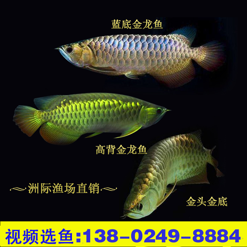 武吉美拉B级过背金龙价格及其市场影响力，武吉美拉B级过背金龙的价格走势与市场影响力探究