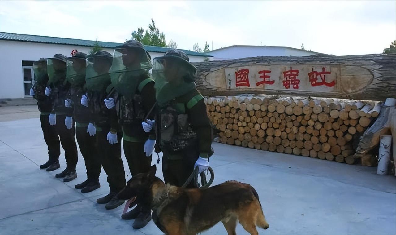 中国军犬，忠诚的守护者，中国军犬，忠诚的守护者之典范