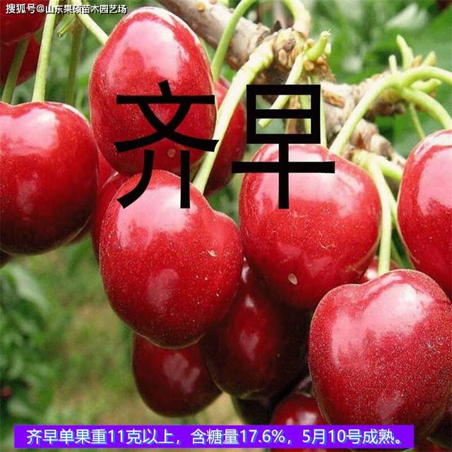 一肖中特马期期准准——探索彩票预测的奥秘，彩票预测揭秘，一肖中特马期期精准之选