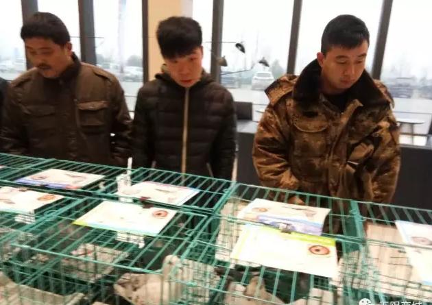 石家庄坦王中王四肖一码，探寻背后的故事与意义，石家庄坦王中王四肖一码背后的故事与寓意探究