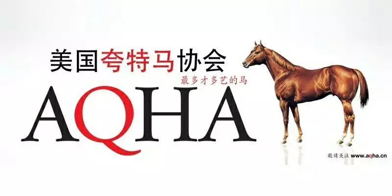 澳门码今晚开什么特马——探索澳门彩票的奥秘，澳门彩票特马揭秘，今晚开什么特马？