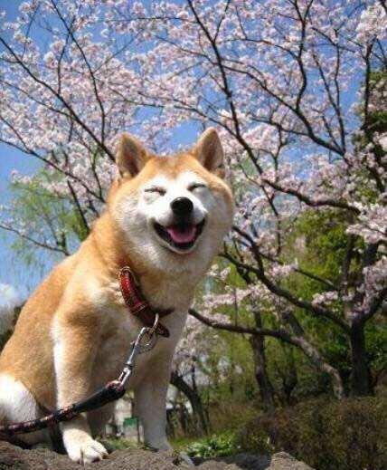 澳门一码一肖一待一中四不像,探索神秘与现实的交融,澳门神秘现象揭秘,一码一肖一待一中四不像,探索神秘与现实交融的奇幻世界