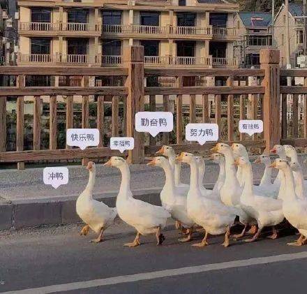 澳门一码一肖一待一中四不像,探索神秘与现实的交融,澳门神秘现象揭秘,一码一肖一待一中四不像,探索神秘与现实交融的奇幻世界