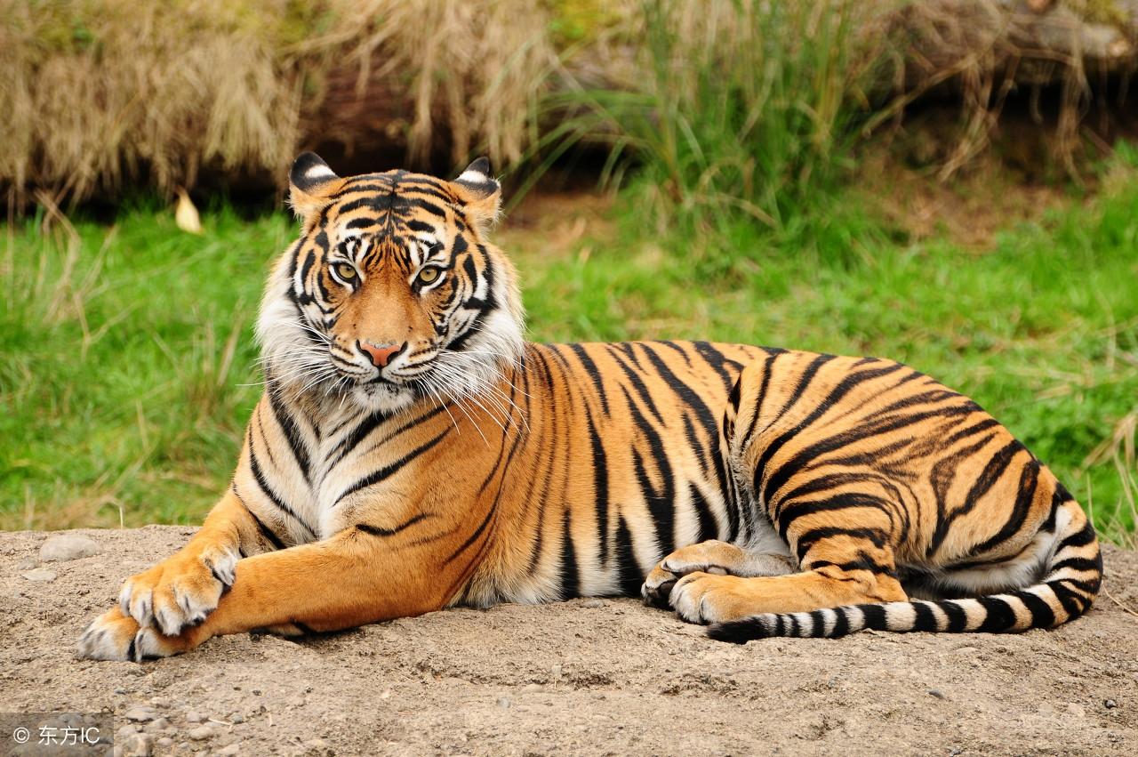 王中王指一生肖——探寻生肖之王的奥秘,揭秘生肖之王,探寻王中王指一生肖的奥秘