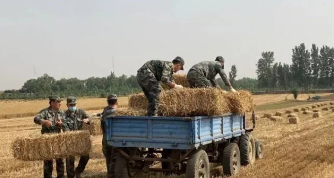 肖思远偷偷收麦子的故事,肖思远秘密收割麦子的故事