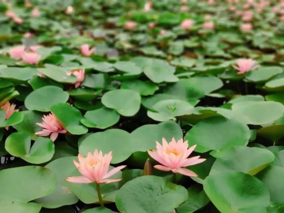探索王中王一肖中的独特魅力与持久价值，王中王一肖，独特魅力与持久价值的探索