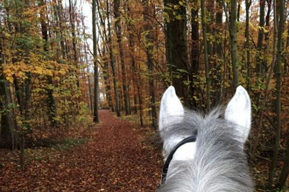 刘伯温四肖选一肖选料,揭秘预测背后的智慧与艺术,刘伯温四肖选一肖选料,揭秘预测背后的智慧与艺术奥秘