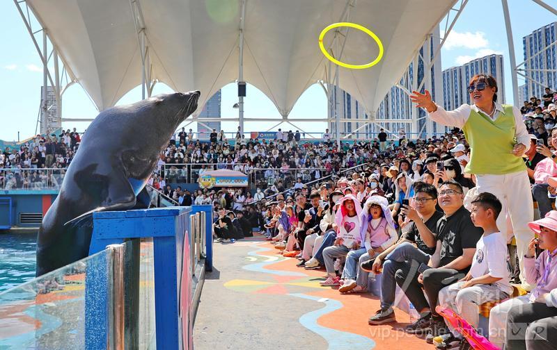 新澳2025今晚开奖结果揭晓,探索彩票背后的故事与期待,新澳2025今晚开奖揭晓,彩票背后的故事与期待揭秘