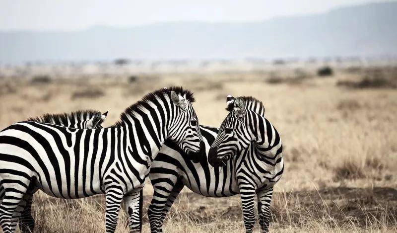 澳门一码一肖一待一中四不像,探索神秘与现实的交织,澳门神秘现象揭秘,一码一肖一待一中四不像的探索之旅