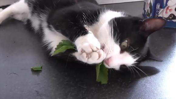 鼎盛军事论坛中的吃薄荷的猫，探索军事领域的独特视角与故事，鼎盛军事论坛中的吃薄荷的猫，军事领域的独特视角与故事探索