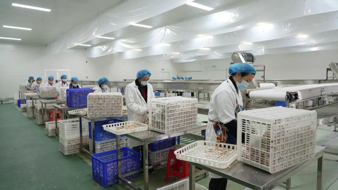 集团菌,探索微生物世界的奥秘,集团菌,微生物世界的奥秘探索