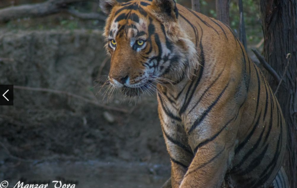 四大老虎,历史、文化、生态与象征的多维解读,四大老虎,多维解读历史、文化、生态与象征意义
