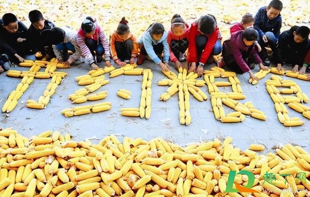 今天是丰收节，我们的粮食够吃吗？，丰收节之际，粮食储备状况如何？够吃与否的探讨。