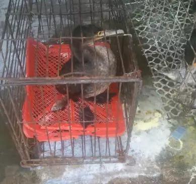 华南海鲜市场老板被判刑，商业伦理与社会责任的反思，华南海鲜市场老板判刑引发商业伦理与社会责任反思