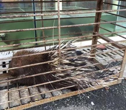 华南海鲜市场老板被判刑,商业伦理与社会责任的反思,华南海鲜市场老板判刑引发商业伦理与社会责任反思