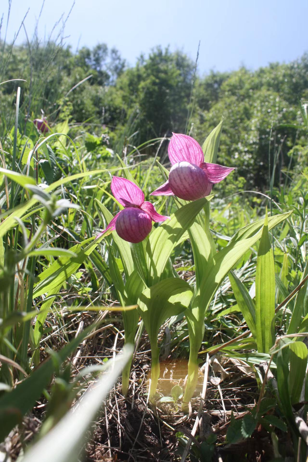 美国西部植被的多样性与独特魅力,美国西部植被的丰富多样性与独特魅力探索