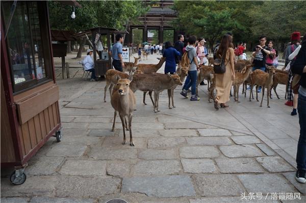 猎人职业培训学校,培养专业猎人的摇篮,猎人职业培训学校,专业猎人摇篮培育计划